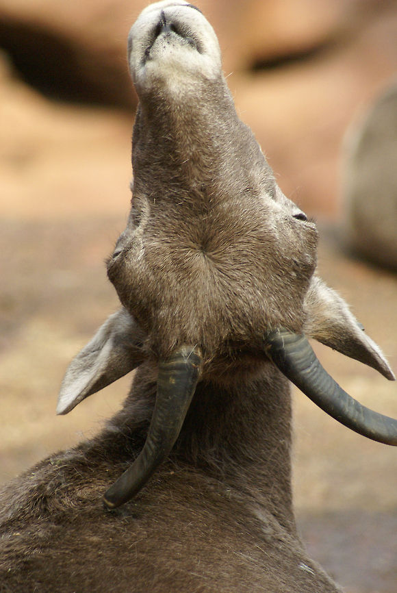 Female California Bighorn Sheep stretching A female Bighorn stretches her neck, undoubtly a result of the lazy life one has in a zoo. Arnhem Zoo,Bighorn Sheep,California Bighorn Sheep,Ovis,Ovis canadensis sierrae,Sheep,Sierra Nevada bighorn sheep