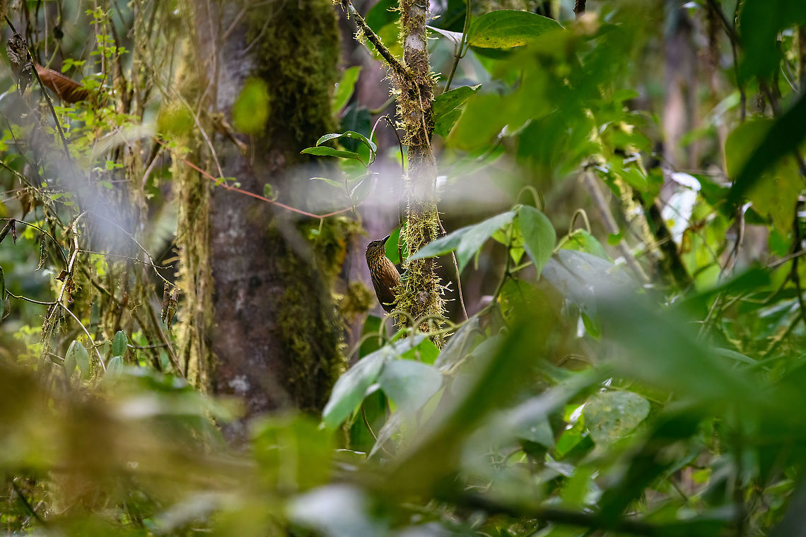 Striped Treehunter, Bellavista, Ecuador The first treehunter we&#039;ve seen in our life. They&#039;re even more secretive and stealthy than the typical woodcreeper. Bellavista Cloud Forest,Ecuador,Ecuador 2021,Geotagged,South America,Spring,Striped treehunter,Thripadectes holostictus,World