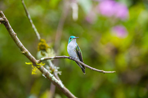 Andean emerald - pose, Alambi Reserve, Ecuador  Agyrtria franciae,Alambi Reserve,Andean emerald,Ecuador,Ecuador 2021,Fall,Geotagged,South America,World