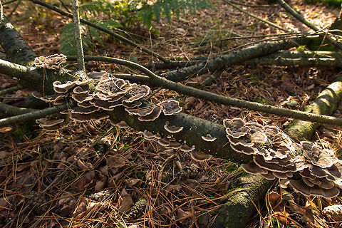 Turkey tail covering a dead tree Autumn 2013, the Netherlands. Heesch,Netherlands,Trametes versicolor,Turkey tail,Wide angle