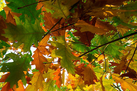 Autumn leaves closeup Captured in a forest in the south of the Netherlands during the autumn of 2013. Heesch,Netherlands,Quercus rubra,Wide angle
