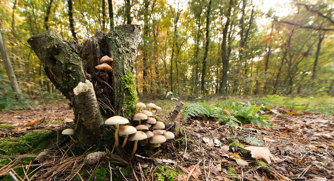 Sulphur tuft grouping on trunk, Netherlands in autumn  Heesch,Hypholoma fasciculare,Netherlands,Sulphur tuft,Wide angle