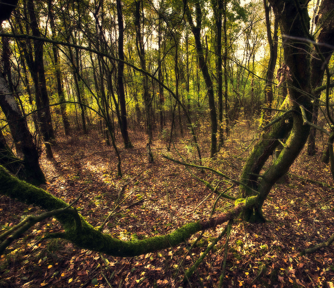 Moss covered split tree, autumn, the Netherlands  Heesch,Netherlands,Wide angle
