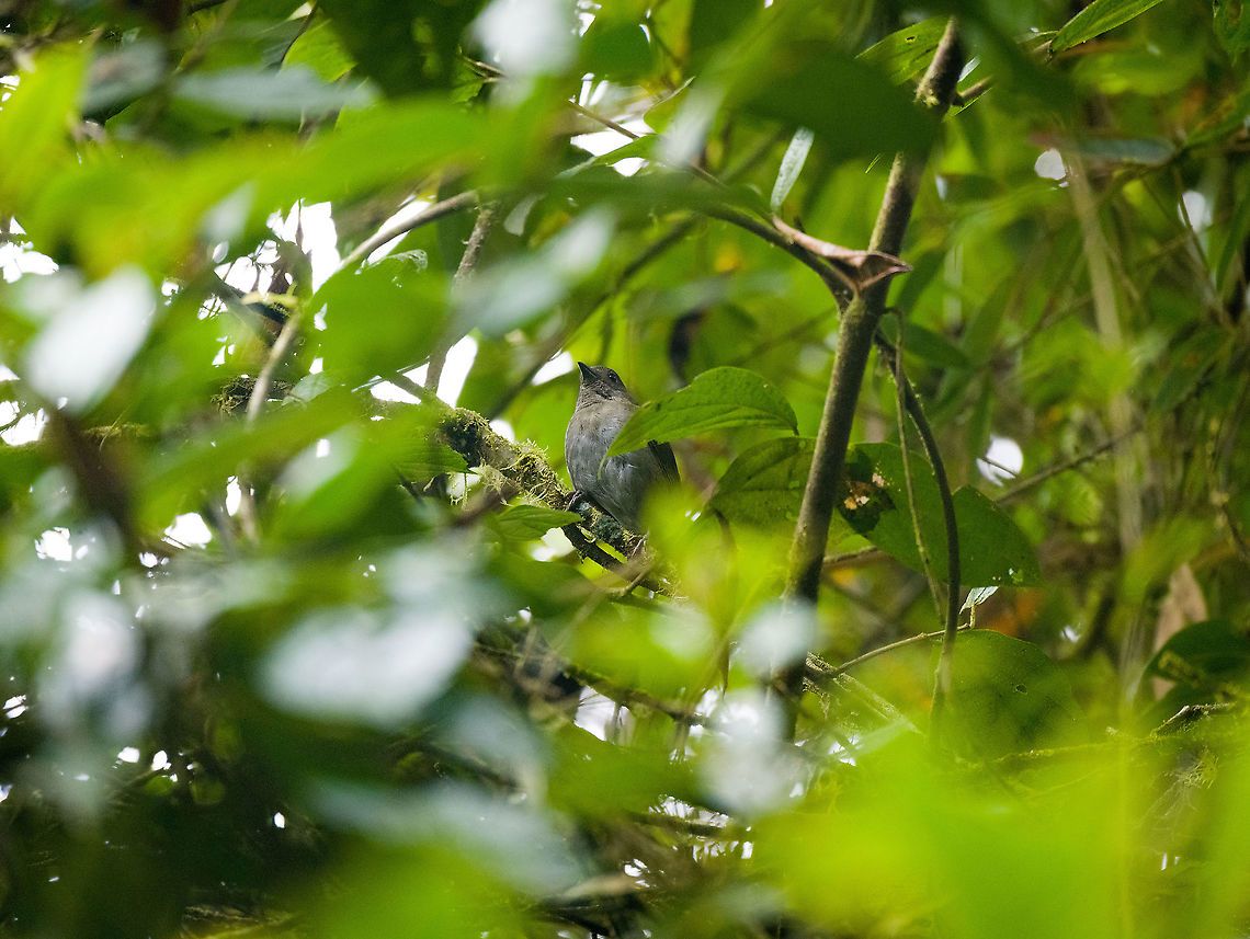 Dusky bush tanager, Bellavista, Ecuador A dull photo of a dull bird :) Bellavista Cloud Forest,Chlorospingus semifuscus,Dusky bush tanager,Ecuador,Ecuador 2021,Geotagged,South America,Spring,World