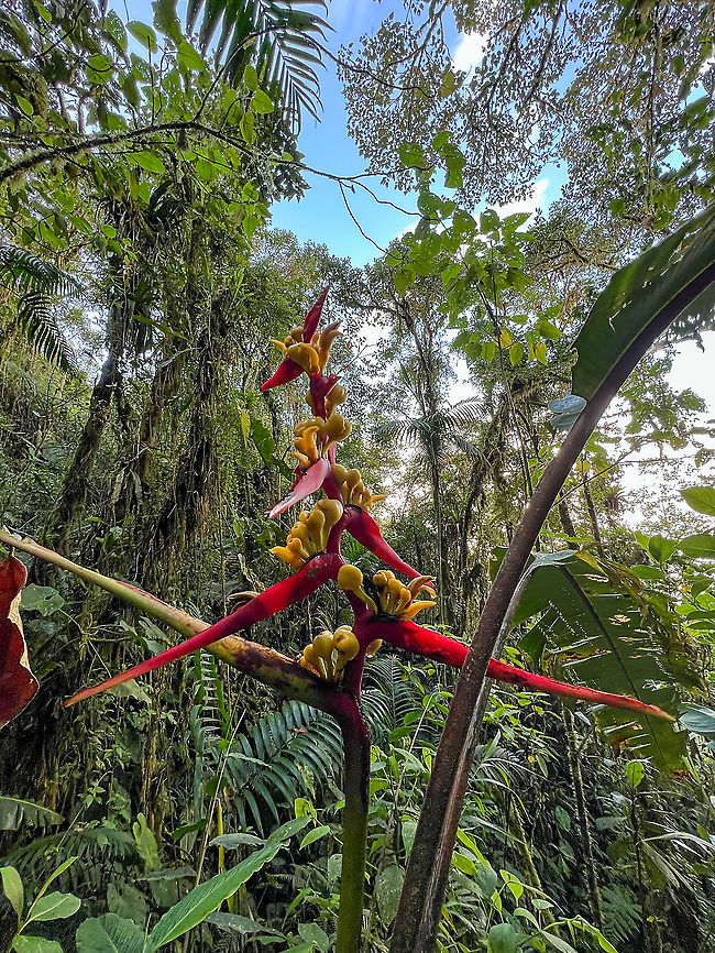 Heliconia impudica, Bellavista, Ecuador Quick smartphone photo.<br />
<figure class="photo"><a href="https://www.jungledragon.com/image/126265/heliconia_impudica_-_fruits_bellavista_ecuador.html" title="Heliconia impudica - fruits, Bellavista, Ecuador"><img src="https://s3.amazonaws.com/media.jungledragon.com/images/2/126265_thumb.jpg?AWSAccessKeyId=05GMT0V3GWVNE7GGM1R2&Expires=1767225610&Signature=xd811b9Rxn2%2Boz85yi6Fwccex90%3D" width="200" height="192" alt="Heliconia impudica - fruits, Bellavista, Ecuador Closeup of the fruits of this Heliconia species, enjoyed by mammals and birds alike. After fruiting, the particular shoot of the plant will die, but new ones will keep growing back.<br />
https://www.jungledragon.com/image/126264/heliconia_impudica_bellavista_ecuador.html Bellavista Cloud Forest,Ecuador,Ecuador 2021,Geotagged,Heliconia impudica,South America,Spring,World" /></a></figure> Bellavista Cloud Forest,Ecuador,Ecuador 2021,Geotagged,Heliconia impudica,South America,Spring,World