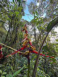 Heliconia impudica, Bellavista, Ecuador Quick smartphone photo.<br />
https://www.jungledragon.com/image/126265/heliconia_impudica_-_fruits_bellavista_ecuador.html Bellavista Cloud Forest,Ecuador,Ecuador 2021,Geotagged,Heliconia impudica,South America,Spring,World