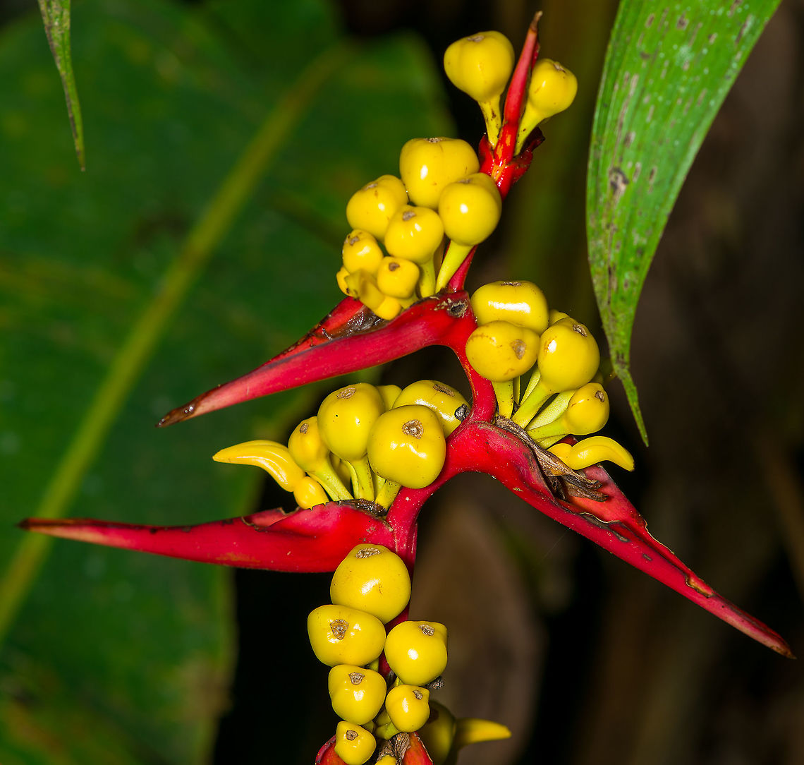 Heliconia impudica - fruits, Bellavista, Ecuador Closeup of the fruits of this Heliconia species, enjoyed by mammals and birds alike. After fruiting, the particular shoot of the plant will die, but new ones will keep growing back.<br />
<figure class="photo"><a href="https://www.jungledragon.com/image/126264/heliconia_impudica_bellavista_ecuador.html" title="Heliconia impudica, Bellavista, Ecuador"><img src="https://s3.amazonaws.com/media.jungledragon.com/images/2/126264_thumb.jpg?AWSAccessKeyId=05GMT0V3GWVNE7GGM1R2&Expires=1759968010&Signature=F1JSXgravxytgw5mtiZUt%2BpoJ5g%3D" width="114" height="152" alt="Heliconia impudica, Bellavista, Ecuador Quick smartphone photo.<br />
https://www.jungledragon.com/image/126265/heliconia_impudica_-_fruits_bellavista_ecuador.html Bellavista Cloud Forest,Ecuador,Ecuador 2021,Geotagged,Heliconia impudica,South America,Spring,World" /></a></figure> Bellavista Cloud Forest,Ecuador,Ecuador 2021,Geotagged,Heliconia impudica,South America,Spring,World