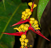 Heliconia impudica - fruits, Bellavista, Ecuador Closeup of the fruits of this Heliconia species, enjoyed by mammals and birds alike. After fruiting, the particular shoot of the plant will die, but new ones will keep growing back.<br />
https://www.jungledragon.com/image/126264/heliconia_impudica_bellavista_ecuador.html Bellavista Cloud Forest,Ecuador,Ecuador 2021,Geotagged,Heliconia impudica,South America,Spring,World