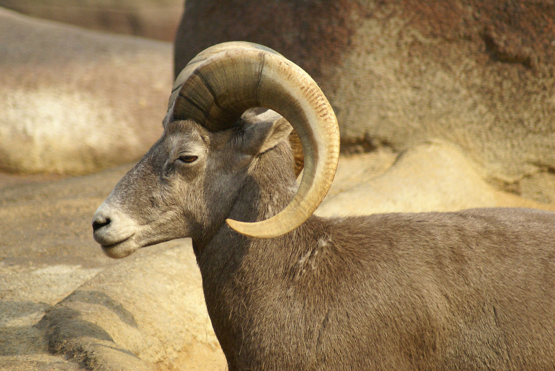 Male California Bighorn sheep Bighorn sheep are North American mountain sheep with relatively large horns, weighing up to 30 pounds. This proud male is enjoying a peaceful moment in the sun whilst watching his family. Arnhem Zoo,Bighorn Sheep,California Bighorn Sheep,Ovis,Ovis canadensis sierrae,Sheep,Sierra Nevada bighorn sheep