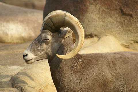 Sierra Nevada bighorn sheep