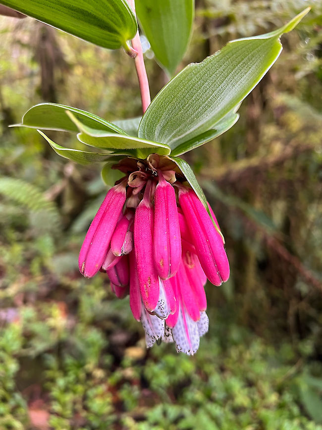 Bomarea pardina, Bellavista, Ecuador  Bellavista Cloud Forest,Bomarea pardina,Ecuador,Ecuador 2021,Geotagged,South America,Spring,World