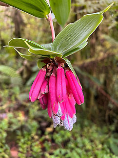 Bomarea pardina, Bellavista, Ecuador  Bellavista Cloud Forest,Bomarea pardina,Ecuador,Ecuador 2021,Geotagged,South America,Spring,World