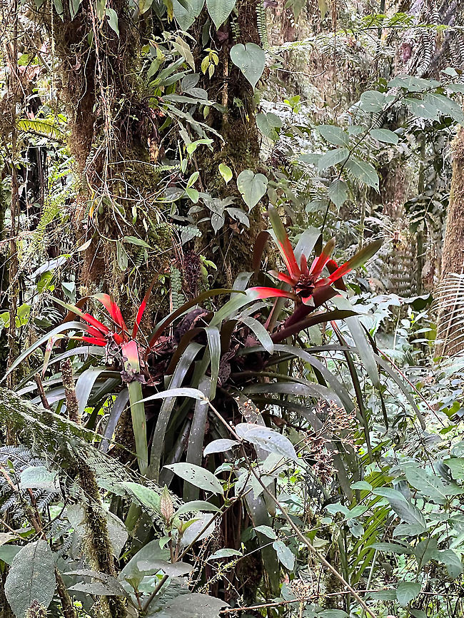 Epiphyte with red streaks on leaves, Bellavista, Ecuador I've yet to find a good source for ID-ing tropical plants/flowers so for now will post some quick smartphone snaps without species ID. Any help is most appreciated.  Bellavista Cloud Forest,Ecuador,Ecuador 2021,Geotagged,South America,Spring,World