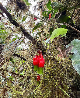 Tube-like red-green hanging flowers, Bellavista, Ecuador Psammisia sp. or Macleania sp. - ID by Christine Young Bellavista Cloud Forest,Ecuador,Ecuador 2021,Geotagged,South America,Spring,World