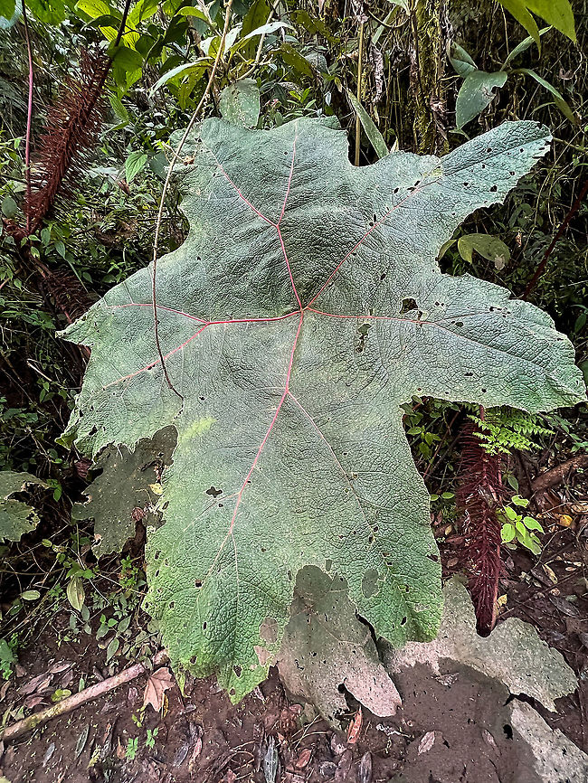 Gunnera insignis, Bellavista, Ecuador The Gunnera genus is known for some of its species producing enormous leaves, as seen on the photo. We didn&#039;t do an official measurement, but I&#039;d estimate it at 1.5m tall and slightly less in width.<br />
<figure class="photo"><a href="https://www.jungledragon.com/image/126321/gunnera_insignis_-_leaf_closeup_bellavista_ecuador.html" title="Gunnera insignis - leaf closeup, Bellavista, Ecuador"><img src="https://s3.amazonaws.com/media.jungledragon.com/images/2/126321_thumb.jpg?AWSAccessKeyId=05GMT0V3GWVNE7GGM1R2&Expires=1759968010&Signature=NalpTtxjhAVEwNAdEd7%2F24sW9js%3D" width="200" height="134" alt="Gunnera insignis - leaf closeup, Bellavista, Ecuador https://www.jungledragon.com/image/126319/gunnera_insignis_bellavista_ecuador.html Bellavista Cloud Forest,Ecuador,Ecuador 2021,Geotagged,Gunnera insignis,Poorman&#039;s Umbrella,South America,Spring,World" /></a></figure> Bellavista Cloud Forest,Ecuador,Ecuador 2021,Geotagged,Gunnera insignis,Poorman's Umbrella,South America,Spring,World