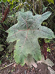 Gunnera insignis, Bellavista, Ecuador The Gunnera genus is known for some of its species producing enormous leaves, as seen on the photo. We didn't do an official measurement, but I'd estimate it at 1.5m tall and slightly less in width.<br />
https://www.jungledragon.com/image/126321/gunnera_insignis_-_leaf_closeup_bellavista_ecuador.html Bellavista Cloud Forest,Ecuador,Ecuador 2021,Geotagged,Gunnera insignis,Poorman's Umbrella,South America,Spring,World
