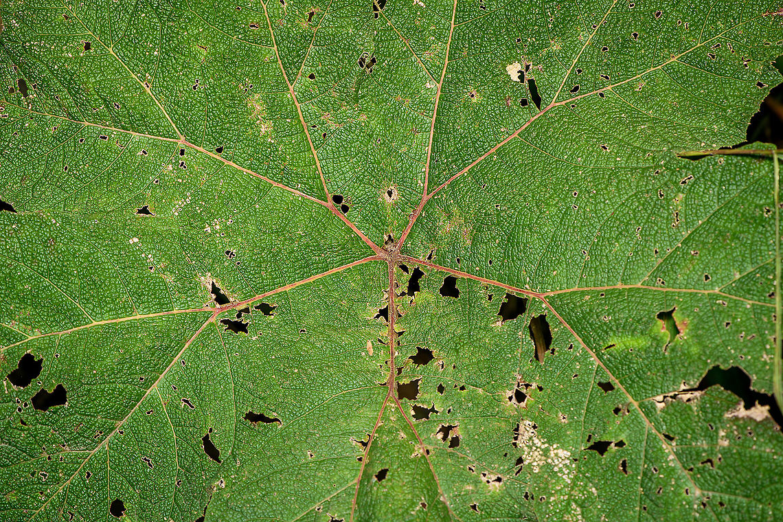 Gunnera insignis - leaf closeup, Bellavista, Ecuador <figure class="photo"><a href="https://www.jungledragon.com/image/126319/gunnera_insignis_bellavista_ecuador.html" title="Gunnera insignis, Bellavista, Ecuador"><img src="https://s3.amazonaws.com/media.jungledragon.com/images/2/126319_thumb.jpg?AWSAccessKeyId=05GMT0V3GWVNE7GGM1R2&Expires=1767225610&Signature=tqLGNPuC72VP9m8fPXahhbS2Bew%3D" width="114" height="152" alt="Gunnera insignis, Bellavista, Ecuador The Gunnera genus is known for some of its species producing enormous leaves, as seen on the photo. We didn&#039;t do an official measurement, but I&#039;d estimate it at 1.5m tall and slightly less in width.<br />
https://www.jungledragon.com/image/126321/gunnera_insignis_-_leaf_closeup_bellavista_ecuador.html Bellavista Cloud Forest,Ecuador,Ecuador 2021,Geotagged,Gunnera insignis,Poorman&#039;s Umbrella,South America,Spring,World" /></a></figure> Bellavista Cloud Forest,Ecuador,Ecuador 2021,Geotagged,Gunnera insignis,Poorman's Umbrella,South America,Spring,World