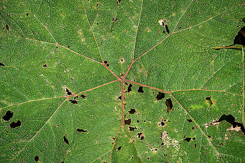 Gunnera insignis - leaf closeup, Bellavista, Ecuador https://www.jungledragon.com/image/126319/gunnera_insignis_bellavista_ecuador.html Bellavista Cloud Forest,Ecuador,Ecuador 2021,Geotagged,Gunnera insignis,Poorman's Umbrella,South America,Spring,World