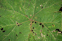 Gunnera insignis - leaf closeup, Bellavista, Ecuador https://www.jungledragon.com/image/126319/gunnera_insignis_bellavista_ecuador.html Bellavista Cloud Forest,Ecuador,Ecuador 2021,Geotagged,Gunnera insignis,Poorman's Umbrella,South America,Spring,World