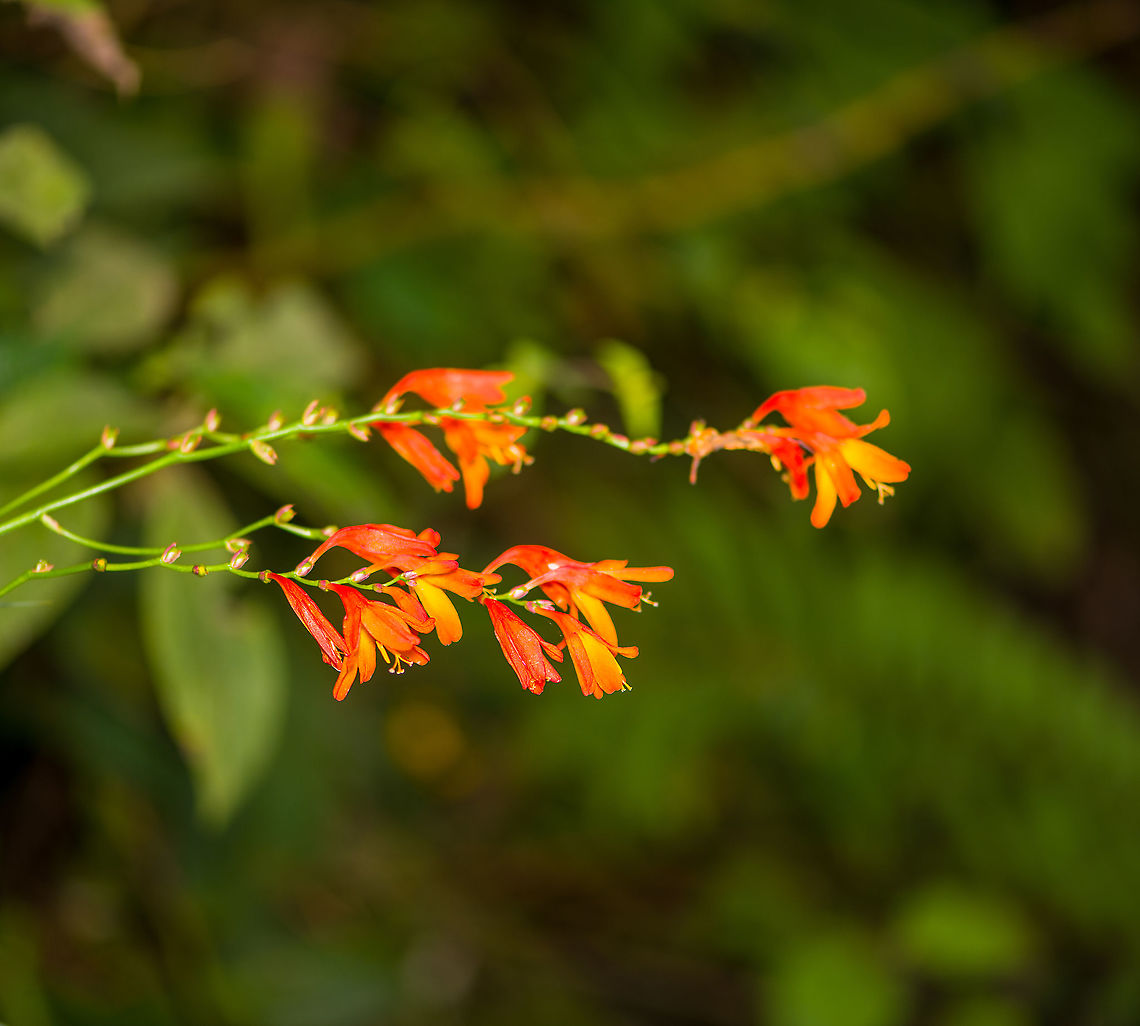 Crocosmia × crocosmiiflora, Bellavista, Ecuador  Bellavista Cloud Forest,Crocosmia × crocosmiiflora,Ecuador,Ecuador 2021,Geotagged,South America,Spring,World