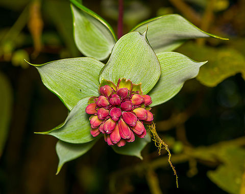 Bomarea pardina, Bellavista, Ecuador  Bellavista Cloud Forest,Bomarea pardina,Ecuador,Ecuador 2021,Geotagged,South America,Spring,World