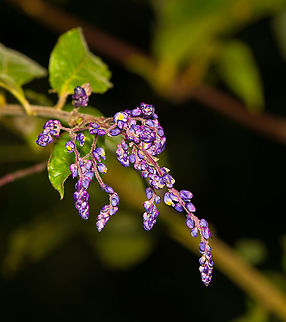 Purple flowers, Bellavista, Ecuador Clusters of small purple pre-blooming flowers, possibly Fabaceae. Bellavista Cloud Forest,Ecuador,Ecuador 2021,Fall,Geotagged,South America,Spring,World