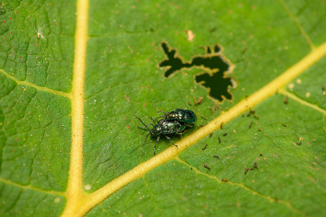 Leaf beetles mating, Bellavista, Ecuador Possibly genus Lactina. Bellavista Cloud Forest,Ecuador,Ecuador 2021,Geotagged,South America,Spring,World