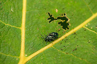 Leaf beetles mating, Bellavista, Ecuador Possibly genus Lactina. Bellavista Cloud Forest,Ecuador,Ecuador 2021,Geotagged,South America,Spring,World