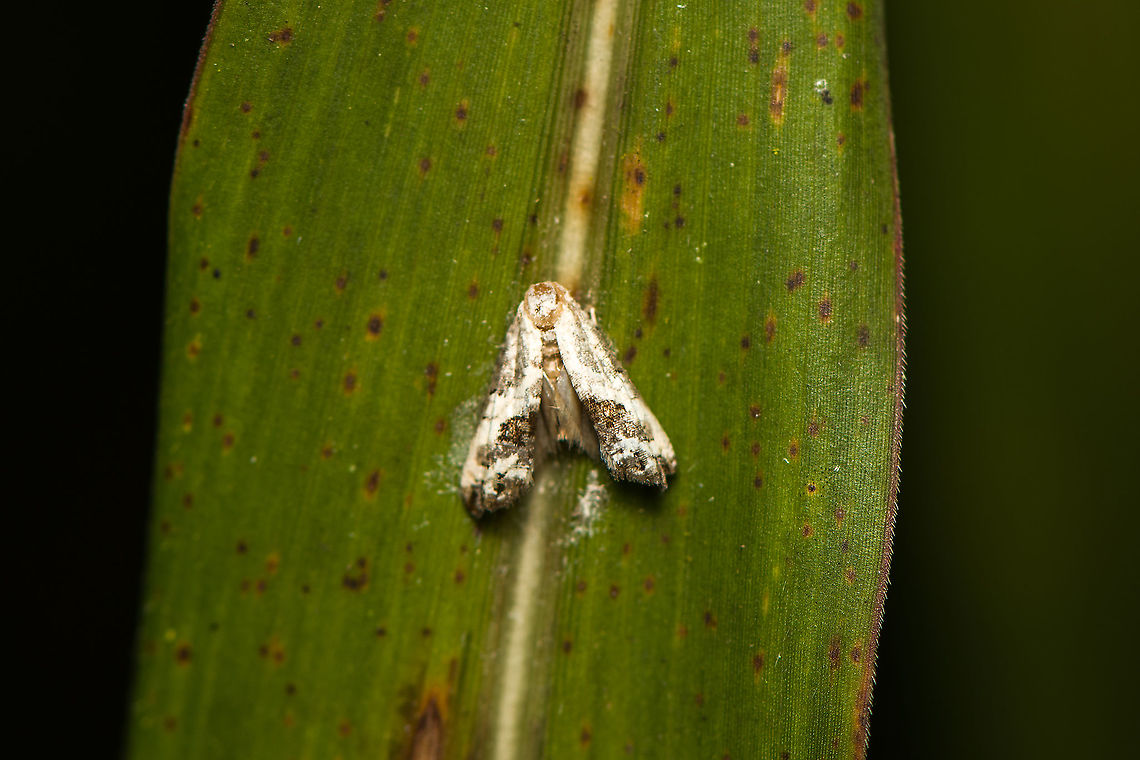 Small white moth, Bellavista, Ecuador Photographed by day. Possibly subtribe Cochylina. Bellavista Cloud Forest,Ecuador,Ecuador 2021,Geotagged,South America,Spring,World