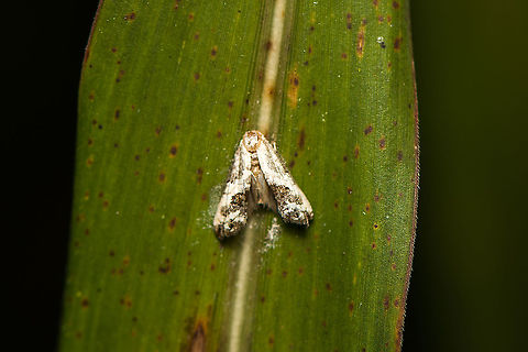 Small white moth, Bellavista, Ecuador Photographed by day. Possibly subtribe Cochylina. Bellavista Cloud Forest,Ecuador,Ecuador 2021,Geotagged,South America,Spring,World