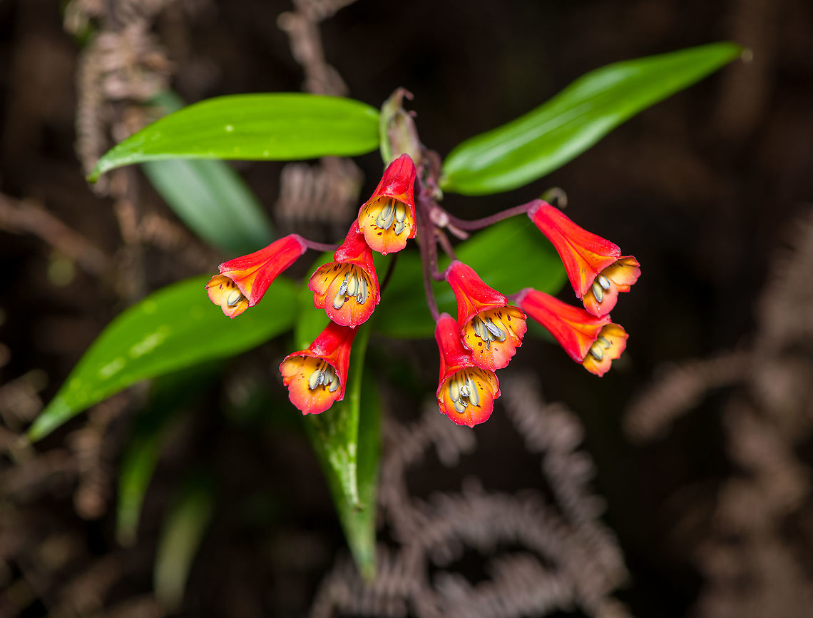 Bomarea sp., Bellavista, Ecuador  Bellavista Cloud Forest,Ecuador,Ecuador 2021,Geotagged,South America,Spring,World