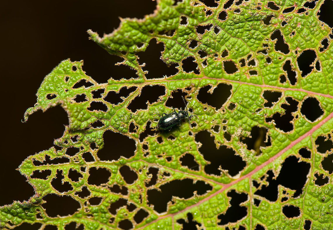 Leaf beetle feeding, Bellavista, Ecuador When you look closely, it's also crapping. Probably the same species as seen here:<br />
<figure class="photo"><a href="https://www.jungledragon.com/image/126368/leaf_beetles_mating_bellavista_ecuador.html" title="Leaf beetles mating, Bellavista, Ecuador"><img src="https://s3.amazonaws.com/media.jungledragon.com/images/2/126368_thumb.jpg?AWSAccessKeyId=05GMT0V3GWVNE7GGM1R2&Expires=1770854410&Signature=VQnif9eZunZXiDIpSZSOnsfJ9BY%3D" width="200" height="134" alt="Leaf beetles mating, Bellavista, Ecuador Possibly genus Lactina. Bellavista Cloud Forest,Ecuador,Ecuador 2021,Geotagged,South America,Spring,World" /></a></figure> Bellavista Cloud Forest,Ecuador,Ecuador 2021,Geotagged,South America,Spring,World