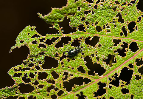 Leaf beetle feeding, Bellavista, Ecuador When you look closely, it's also crapping. Probably the same species as seen here:
https://www.jungledragon.com/image/126368/leaf_beetles_mating_bellavista_ecuador.html Bellavista Cloud Forest,Ecuador,Ecuador 2021,Geotagged,South America,Spring,World