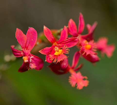Epidendrum orchid, Bellavista, Ecuador I'm consulting with experts to find the exact species. Leaves:
https://www.jungledragon.com/image/126378/epidendrum_orchid_-_leaves_bellavista_ecuador.html Bellavista Cloud Forest,Ecuador,Ecuador 2021,Epidendrum cochlidium,Flor de San José,Geotagged,South America,Spring,World