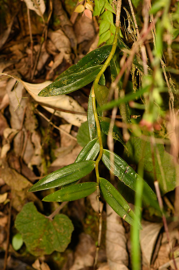 Epidendrum orchid - leaves, Bellavista, Ecuador <figure class="photo"><a href="https://www.jungledragon.com/image/126377/epidendrum_orchid_bellavista_ecuador.html" title="Epidendrum orchid, Bellavista, Ecuador"><img src="https://s3.amazonaws.com/media.jungledragon.com/images/2/126377_thumb.jpg?AWSAccessKeyId=05GMT0V3GWVNE7GGM1R2&Expires=1759968010&Signature=FGkcVJUQxczEJTCOmr322ENt2Qo%3D" width="200" height="180" alt="Epidendrum orchid, Bellavista, Ecuador I&#039;m consulting with experts to find the exact species. Leaves:<br />
https://www.jungledragon.com/image/126378/epidendrum_orchid_-_leaves_bellavista_ecuador.html Bellavista Cloud Forest,Ecuador,Ecuador 2021,Epidendrum cochlidium,Flor de San Jos&eacute;,Geotagged,South America,Spring,World" /></a></figure> Bellavista Cloud Forest,Ecuador,Ecuador 2021,Epidendrum cochlidium,Geotagged,South America,Spring,World