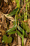 Epidendrum orchid - leaves, Bellavista, Ecuador https://www.jungledragon.com/image/126377/epidendrum_orchid_bellavista_ecuador.html Bellavista Cloud Forest,Ecuador,Ecuador 2021,Epidendrum cochlidium,Geotagged,South America,Spring,World