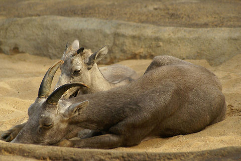 Female and baby California Bighorn Sheep Even female Bighorns have relatively large horns, to protect their brains from damage, a real risk when living in the mountains.  Arnhem Zoo,Bighorn Sheep,California Bighorn Sheep,Ovis,Ovis canadensis sierrae,Sheep,Sierra Nevada bighorn sheep