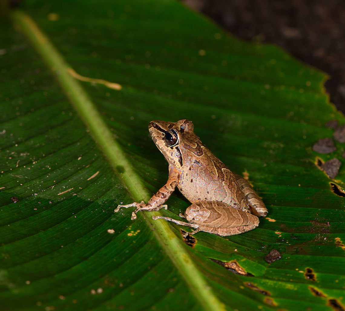 W Rainfrog or Zurucuchu robber frog, Bellavista, Ecuador The first night tour in our Ecuador trip. Rain frogs, genus Pristimantis, can be very hard to identify for a casual like me. Luckily, Bellavista has a handy plate in the restaurant area that illustrates commonly seen frogs. That made it easy to single out this species, which is distinguished by its black/yellow outlines found all over its body. Despite these markings, it's still quite variable and likely a species complex.<br />
<figure class="photo"><a href="https://www.jungledragon.com/image/126419/w_rainfrog_or_zurucuchu_robber_frog_-_pose_bellavista_ecuador.html" title="W Rainfrog or Zurucuchu robber frog - pose, Bellavista, Ecuador"><img src="https://s3.amazonaws.com/media.jungledragon.com/images/2/126419_thumb.jpg?AWSAccessKeyId=05GMT0V3GWVNE7GGM1R2&Expires=1769040010&Signature=5LhQ6I%2Ffa%2FrKpzwoZeWKCnCI3no%3D" width="200" height="134" alt="W Rainfrog or Zurucuchu robber frog - pose, Bellavista, Ecuador The first night tour in our Ecuador trip. Rain frogs, genus Pristimantis, can be very hard to identify for a casual like me. Luckily, Bellavista has a handy plate in the restaurant area that illustrates commonly seen frogs. That made it easy to single out this species, which is distinguished by its black/yellow outlines found all over its body. Despite these markings, it's still quite variable and likely a species complex.<br />
https://www.jungledragon.com/image/126417/w_rainfrog_or_zurucuchu_robber_frog_bellavista_ecuador.html<br />
https://www.jungledragon.com/image/126418/w_rainfrog_or_zurucuchu_robber_frog_-_portrait_bellavista_ecuador.html<br />
https://www.jungledragon.com/image/126420/w_rainfrog_or_zurucuchu_robber_frog_-_back_bellavista_ecuador.html Bellavista Cloud Forest,Ecuador,Ecuador 2021,Fall,Geotagged,Pristimantis w-nigrum,South America,Spring,World,Zurucuchu robber frog" /></a></figure><br />
<figure class="photo"><a href="https://www.jungledragon.com/image/126418/w_rainfrog_or_zurucuchu_robber_frog_-_portrait_bellavista_ecuador.html" title="W Rainfrog or Zurucuchu robber frog - portrait, Bellavista, Ecuador"><img src="https://s3.amazonaws.com/media.jungledragon.com/images/2/126418_thumb.jpg?AWSAccessKeyId=05GMT0V3GWVNE7GGM1R2&Expires=1769040010&Signature=D8nW5zUrX2yJZmFOH2xzrVycnL4%3D" width="200" height="190" alt="W Rainfrog or Zurucuchu robber frog - portrait, Bellavista, Ecuador The first night tour in our Ecuador trip. Rain frogs, genus Pristimantis, can be very hard to identify for a casual like me. Luckily, Bellavista has a handy plate in the restaurant area that illustrates commonly seen frogs. That made it easy to single out this species, which is distinguished by its black/yellow outlines found all over its body. Despite these markings, it's still quite variable and likely a species complex.<br />
https://www.jungledragon.com/image/126417/w_rainfrog_or_zurucuchu_robber_frog_bellavista_ecuador.html<br />
https://www.jungledragon.com/image/126419/w_rainfrog_or_zurucuchu_robber_frog_-_pose_bellavista_ecuador.html<br />
https://www.jungledragon.com/image/126420/w_rainfrog_or_zurucuchu_robber_frog_-_back_bellavista_ecuador.html Bellavista Cloud Forest,Ecuador,Ecuador 2021,Geotagged,Pristimantis w-nigrum,South America,Spring,World,Zurucuchu robber frog" /></a></figure><br />
<figure class="photo"><a href="https://www.jungledragon.com/image/126420/w_rainfrog_or_zurucuchu_robber_frog_-_back_bellavista_ecuador.html" title="W Rainfrog or Zurucuchu robber frog - back, Bellavista, Ecuador"><img src="https://s3.amazonaws.com/media.jungledragon.com/images/2/126420_thumb.jpg?AWSAccessKeyId=05GMT0V3GWVNE7GGM1R2&Expires=1769040010&Signature=SyQKZviki%2Bm9xbqSSvxr3%2Fm%2BOwI%3D" width="200" height="176" alt="W Rainfrog or Zurucuchu robber frog - back, Bellavista, Ecuador The first night tour in our Ecuador trip. Rain frogs, genus Pristimantis, can be very hard to identify for a casual like me. Luckily, Bellavista has a handy plate in the restaurant area that illustrates commonly seen frogs. That made it easy to single out this species, which is distinguished by its black/yellow outlines found all over its body. Despite these markings, it's still quite variable and likely a species complex.<br />
https://www.jungledragon.com/image/126417/w_rainfrog_or_zurucuchu_robber_frog_bellavista_ecuador.html<br />
https://www.jungledragon.com/image/126419/w_rainfrog_or_zurucuchu_robber_frog_-_pose_bellavista_ecuador.html<br />
https://www.jungledragon.com/image/126418/w_rainfrog_or_zurucuchu_robber_frog_-_portrait_bellavista_ecuador.html Bellavista Cloud Forest,Ecuador,Ecuador 2021,Geotagged,Pristimantis w-nigrum,South America,Spring,World,Zurucuchu robber frog" /></a></figure> Bellavista Cloud Forest,Ecuador,Ecuador 2021,Geotagged,Pristimantis w-nigrum,South America,Spring,World