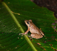 W Rainfrog or Zurucuchu robber frog, Bellavista, Ecuador The first night tour in our Ecuador trip. Rain frogs, genus Pristimantis, can be very hard to identify for a casual like me. Luckily, Bellavista has a handy plate in the restaurant area that illustrates commonly seen frogs. That made it easy to single out this species, which is distinguished by its black/yellow outlines found all over its body. Despite these markings, it's still quite variable and likely a species complex.<br />
https://www.jungledragon.com/image/126419/w_rainfrog_or_zurucuchu_robber_frog_-_pose_bellavista_ecuador.html<br />
https://www.jungledragon.com/image/126418/w_rainfrog_or_zurucuchu_robber_frog_-_portrait_bellavista_ecuador.html<br />
https://www.jungledragon.com/image/126420/w_rainfrog_or_zurucuchu_robber_frog_-_back_bellavista_ecuador.html Bellavista Cloud Forest,Ecuador,Ecuador 2021,Geotagged,Pristimantis w-nigrum,South America,Spring,World