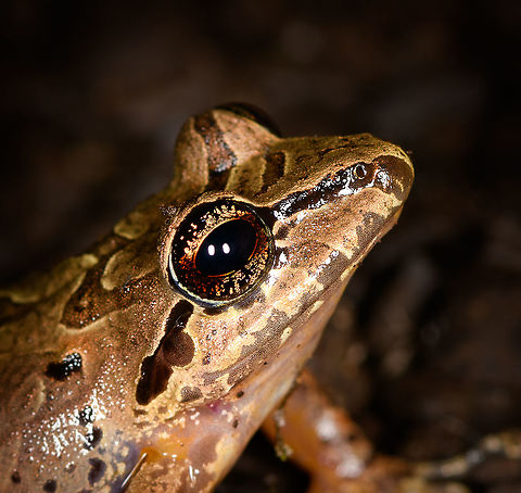 W Rainfrog or Zurucuchu robber frog - portrait, Bellavista, Ecuador The first night tour in our Ecuador trip. Rain frogs, genus Pristimantis, can be very hard to identify for a casual like me. Luckily, Bellavista has a handy plate in the restaurant area that illustrates commonly seen frogs. That made it easy to single out this species, which is distinguished by its black/yellow outlines found all over its body. Despite these markings, it's still quite variable and likely a species complex.
https://www.jungledragon.com/image/126417/w_rainfrog_or_zurucuchu_robber_frog_bellavista_ecuador.html
https://www.jungledragon.com/image/126419/w_rainfrog_or_zurucuchu_robber_frog_-_pose_bellavista_ecuador.html
https://www.jungledragon.com/image/126420/w_rainfrog_or_zurucuchu_robber_frog_-_back_bellavista_ecuador.html Bellavista Cloud Forest,Ecuador,Ecuador 2021,Geotagged,Pristimantis w-nigrum,South America,Spring,World,Zurucuchu robber frog