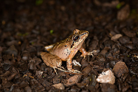 W Rainfrog or Zurucuchu robber frog - pose, Bellavista, Ecuador The first night tour in our Ecuador trip. Rain frogs, genus Pristimantis, can be very hard to identify for a casual like me. Luckily, Bellavista has a handy plate in the restaurant area that illustrates commonly seen frogs. That made it easy to single out this species, which is distinguished by its black/yellow outlines found all over its body. Despite these markings, it's still quite variable and likely a species complex.
https://www.jungledragon.com/image/126417/w_rainfrog_or_zurucuchu_robber_frog_bellavista_ecuador.html
https://www.jungledragon.com/image/126418/w_rainfrog_or_zurucuchu_robber_frog_-_portrait_bellavista_ecuador.html
https://www.jungledragon.com/image/126420/w_rainfrog_or_zurucuchu_robber_frog_-_back_bellavista_ecuador.html Bellavista Cloud Forest,Ecuador,Ecuador 2021,Fall,Geotagged,Pristimantis w-nigrum,South America,Spring,World,Zurucuchu robber frog