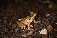 W Rainfrog or Zurucuchu robber frog - pose, Bellavista, Ecuador The first night tour in our Ecuador trip. Rain frogs, genus Pristimantis, can be very hard to identify for a casual like me. Luckily, Bellavista has a handy plate in the restaurant area that illustrates commonly seen frogs. That made it easy to single out this species, which is distinguished by its black/yellow outlines found all over its body. Despite these markings, it's still quite variable and likely a species complex.<br />
https://www.jungledragon.com/image/126417/w_rainfrog_or_zurucuchu_robber_frog_bellavista_ecuador.html<br />
https://www.jungledragon.com/image/126418/w_rainfrog_or_zurucuchu_robber_frog_-_portrait_bellavista_ecuador.html<br />
https://www.jungledragon.com/image/126420/w_rainfrog_or_zurucuchu_robber_frog_-_back_bellavista_ecuador.html Bellavista Cloud Forest,Ecuador,Ecuador 2021,Fall,Geotagged,Pristimantis w-nigrum,South America,Spring,World,Zurucuchu robber frog