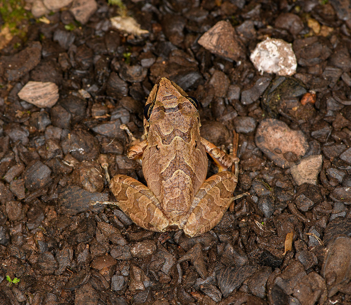 W Rainfrog or Zurucuchu robber frog - back, Bellavista, Ecuador The first night tour in our Ecuador trip. Rain frogs, genus Pristimantis, can be very hard to identify for a casual like me. Luckily, Bellavista has a handy plate in the restaurant area that illustrates commonly seen frogs. That made it easy to single out this species, which is distinguished by its black/yellow outlines found all over its body. Despite these markings, it&#039;s still quite variable and likely a species complex.<br />
<figure class="photo"><a href="https://www.jungledragon.com/image/126417/w_rainfrog_or_zurucuchu_robber_frog_bellavista_ecuador.html" title="W Rainfrog or Zurucuchu robber frog, Bellavista, Ecuador"><img src="https://s3.amazonaws.com/media.jungledragon.com/images/2/126417_thumb.jpg?AWSAccessKeyId=05GMT0V3GWVNE7GGM1R2&Expires=1759968010&Signature=iTBf%2ByPnIuGEcDx85F6R%2BgygkLM%3D" width="200" height="182" alt="W Rainfrog or Zurucuchu robber frog, Bellavista, Ecuador The first night tour in our Ecuador trip. Rain frogs, genus Pristimantis, can be very hard to identify for a casual like me. Luckily, Bellavista has a handy plate in the restaurant area that illustrates commonly seen frogs. That made it easy to single out this species, which is distinguished by its black/yellow outlines found all over its body. Despite these markings, it&#039;s still quite variable and likely a species complex.<br />
https://www.jungledragon.com/image/126419/w_rainfrog_or_zurucuchu_robber_frog_-_pose_bellavista_ecuador.html<br />
https://www.jungledragon.com/image/126418/w_rainfrog_or_zurucuchu_robber_frog_-_portrait_bellavista_ecuador.html<br />
https://www.jungledragon.com/image/126420/w_rainfrog_or_zurucuchu_robber_frog_-_back_bellavista_ecuador.html Bellavista Cloud Forest,Ecuador,Ecuador 2021,Geotagged,Pristimantis w-nigrum,South America,Spring,World" /></a></figure><br />
<figure class="photo"><a href="https://www.jungledragon.com/image/126419/w_rainfrog_or_zurucuchu_robber_frog_-_pose_bellavista_ecuador.html" title="W Rainfrog or Zurucuchu robber frog - pose, Bellavista, Ecuador"><img src="https://s3.amazonaws.com/media.jungledragon.com/images/2/126419_thumb.jpg?AWSAccessKeyId=05GMT0V3GWVNE7GGM1R2&Expires=1759968010&Signature=4CddtF4ACUZktYsOdX0AeV2sGoY%3D" width="200" height="134" alt="W Rainfrog or Zurucuchu robber frog - pose, Bellavista, Ecuador The first night tour in our Ecuador trip. Rain frogs, genus Pristimantis, can be very hard to identify for a casual like me. Luckily, Bellavista has a handy plate in the restaurant area that illustrates commonly seen frogs. That made it easy to single out this species, which is distinguished by its black/yellow outlines found all over its body. Despite these markings, it&#039;s still quite variable and likely a species complex.<br />
https://www.jungledragon.com/image/126417/w_rainfrog_or_zurucuchu_robber_frog_bellavista_ecuador.html<br />
https://www.jungledragon.com/image/126418/w_rainfrog_or_zurucuchu_robber_frog_-_portrait_bellavista_ecuador.html<br />
https://www.jungledragon.com/image/126420/w_rainfrog_or_zurucuchu_robber_frog_-_back_bellavista_ecuador.html Bellavista Cloud Forest,Ecuador,Ecuador 2021,Fall,Geotagged,Pristimantis w-nigrum,South America,Spring,World,Zurucuchu robber frog" /></a></figure><br />
<figure class="photo"><a href="https://www.jungledragon.com/image/126418/w_rainfrog_or_zurucuchu_robber_frog_-_portrait_bellavista_ecuador.html" title="W Rainfrog or Zurucuchu robber frog - portrait, Bellavista, Ecuador"><img src="https://s3.amazonaws.com/media.jungledragon.com/images/2/126418_thumb.jpg?AWSAccessKeyId=05GMT0V3GWVNE7GGM1R2&Expires=1759968010&Signature=nyIUB3thTnrPw9Oj8fVOnFBgvWs%3D" width="200" height="190" alt="W Rainfrog or Zurucuchu robber frog - portrait, Bellavista, Ecuador The first night tour in our Ecuador trip. Rain frogs, genus Pristimantis, can be very hard to identify for a casual like me. Luckily, Bellavista has a handy plate in the restaurant area that illustrates commonly seen frogs. That made it easy to single out this species, which is distinguished by its black/yellow outlines found all over its body. Despite these markings, it&#039;s still quite variable and likely a species complex.<br />
https://www.jungledragon.com/image/126417/w_rainfrog_or_zurucuchu_robber_frog_bellavista_ecuador.html<br />
https://www.jungledragon.com/image/126419/w_rainfrog_or_zurucuchu_robber_frog_-_pose_bellavista_ecuador.html<br />
https://www.jungledragon.com/image/126420/w_rainfrog_or_zurucuchu_robber_frog_-_back_bellavista_ecuador.html Bellavista Cloud Forest,Ecuador,Ecuador 2021,Geotagged,Pristimantis w-nigrum,South America,Spring,World,Zurucuchu robber frog" /></a></figure> Bellavista Cloud Forest,Ecuador,Ecuador 2021,Geotagged,Pristimantis w-nigrum,South America,Spring,World,Zurucuchu robber frog