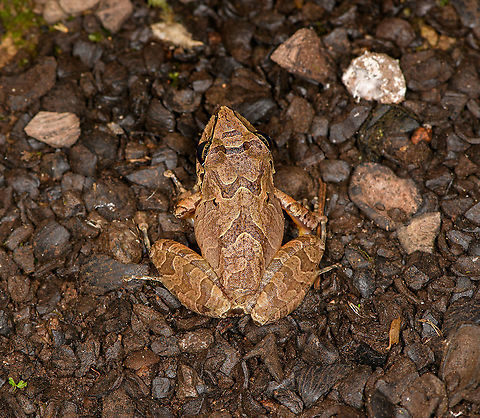 W Rainfrog or Zurucuchu robber frog - back, Bellavista, Ecuador The first night tour in our Ecuador trip. Rain frogs, genus Pristimantis, can be very hard to identify for a casual like me. Luckily, Bellavista has a handy plate in the restaurant area that illustrates commonly seen frogs. That made it easy to single out this species, which is distinguished by its black/yellow outlines found all over its body. Despite these markings, it's still quite variable and likely a species complex.
https://www.jungledragon.com/image/126417/w_rainfrog_or_zurucuchu_robber_frog_bellavista_ecuador.html
https://www.jungledragon.com/image/126419/w_rainfrog_or_zurucuchu_robber_frog_-_pose_bellavista_ecuador.html
https://www.jungledragon.com/image/126418/w_rainfrog_or_zurucuchu_robber_frog_-_portrait_bellavista_ecuador.html Bellavista Cloud Forest,Ecuador,Ecuador 2021,Geotagged,Pristimantis w-nigrum,South America,Spring,World,Zurucuchu robber frog