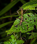 Thorny stick insect, Bellavista, Ecuador Mid-sized stick insect with thorny appendages, found during a night tour in Bellavista Cloud Forest reserve. Possibly tribe Xerosomatini.<br />
https://www.jungledragon.com/image/126422/thorny_stick_insect_-_side_view_bellavista_ecuador.html<br />
Possibly genus Parobrimus:<br />
https://www.flickr.com/photos/andreaskay/7317373126/in/album-72157632722361625/ Bellavista Cloud Forest,Ecuador,Ecuador 2021,Geotagged,South America,Spring,World