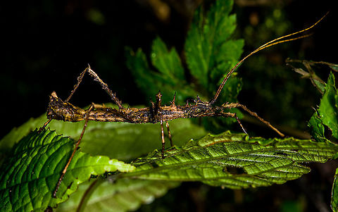 Thorny stick insect - side view, Bellavista, Ecuador Mid-sized stick insect with thorny appendages, found during a night tour in Bellavista Cloud Forest reserve.
https://www.jungledragon.com/image/126421/thorny_stick_insect_bellavista_ecuador.html
Possibly genus Parobrimus:
https://www.flickr.com/photos/andreaskay/7317373126/in/album-72157632722361625/ Bellavista Cloud Forest,Ecuador,Ecuador 2021,Geotagged,South America,Spring,World