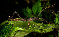 Thorny stick insect - side view, Bellavista, Ecuador Mid-sized stick insect with thorny appendages, found during a night tour in Bellavista Cloud Forest reserve.<br />
https://www.jungledragon.com/image/126421/thorny_stick_insect_bellavista_ecuador.html<br />
Possibly genus Parobrimus:<br />
https://www.flickr.com/photos/andreaskay/7317373126/in/album-72157632722361625/ Bellavista Cloud Forest,Ecuador,Ecuador 2021,Geotagged,South America,Spring,World