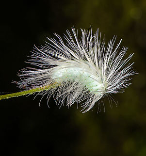 Megalopygidae hairy white caterpillar, Bellavista, Ecuador A supremely hairy caterpillar balancing on the edge of a leaf whilst it feeds on it. Bellavista Cloud Forest,Ecuador,Ecuador 2021,Geotagged,South America,Spring,World