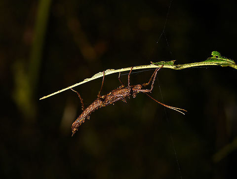 Stick insect hanging under leaf, Bellavista, Ecuador Stubby and thorny, possible same species as found two minutes earlier:
https://www.jungledragon.com/image/126422/thorny_stick_insect_-_side_view_bellavista_ecuador.html Bellavista Cloud Forest,Ecuador,Ecuador 2021,Geotagged,South America,Spring,World