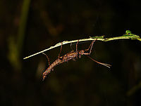 Stick insect hanging under leaf, Bellavista, Ecuador Stubby and thorny, possible same species as found two minutes earlier:<br />
https://www.jungledragon.com/image/126422/thorny_stick_insect_-_side_view_bellavista_ecuador.html Bellavista Cloud Forest,Ecuador,Ecuador 2021,Geotagged,South America,Spring,World